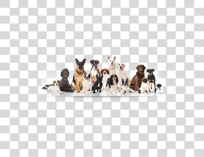 Download Group Of Dogs Group Of Dog Breeds Clip Art