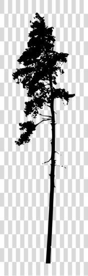 下载 Pine Tree Silhouette Silhouette PNG file