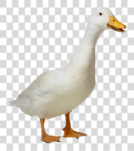 下载 白色 Duck Duck PNG file