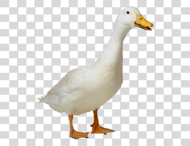 Download White Duck Duck Clip Art