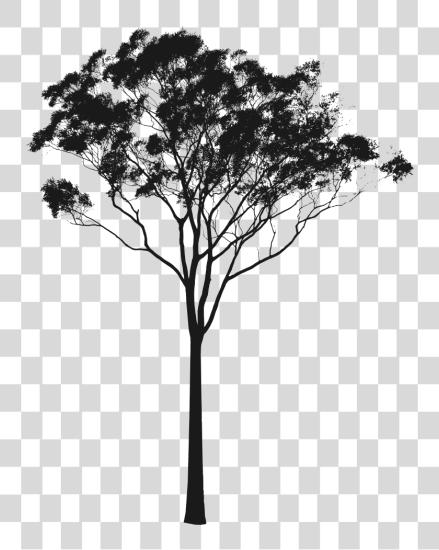 下载 Eucalyptus Or Gum Silhouette Australia Pinterest Australian Tree Silhouette PNG file