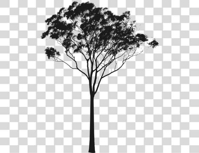 Download Eucalyptus Or Gum Silhouette Australia Pinterest Australian Tree Silhouette Clip Art