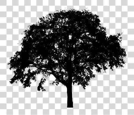 Download Tree silueta Tree silueta Oak dibujo Tree silueta PNG file