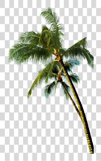 下载 Coconut Asian Palmyra Tree Coconut Tree Image PNG file