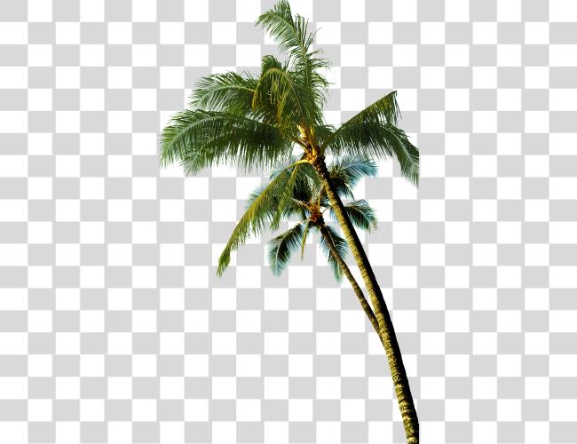 Download Coconut Asian Palmyra Tree Coconut Tree Image Clip Art