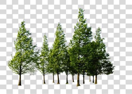 下载 森林 高 Quality Trees PNG file