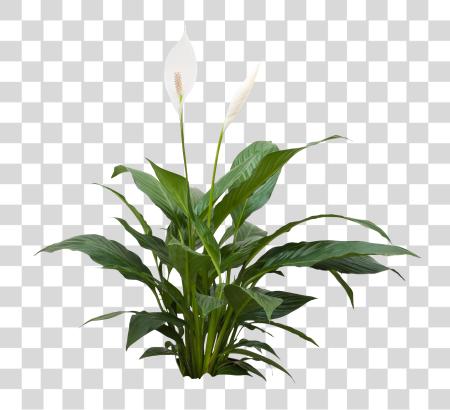 Download Spathiphyllum Tafel Plant PNG file