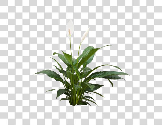 Download Spathiphyllum Tafel Plant Clip Art