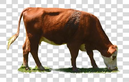 Download Grazing Cow Grazing Cows PNG file