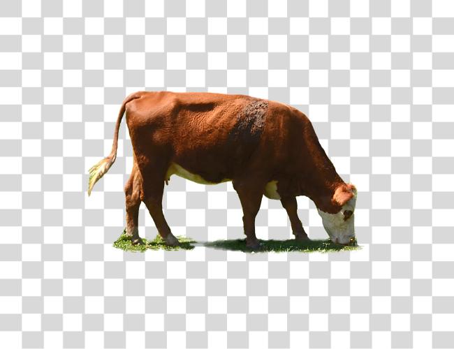 Download Grazing Cow Grazing Cows Clip Art