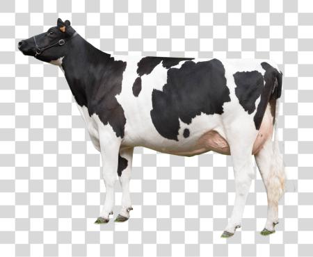 Download Cow Looking Left Cow PNG file