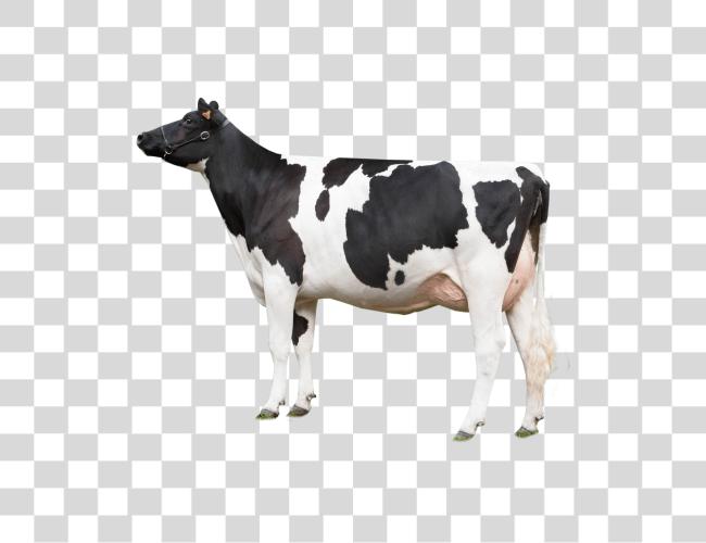 Download Cow Looking Left Cow Clip Art