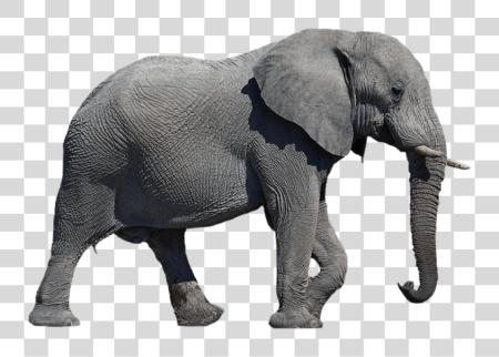 Download Elephant Elephant PNG file