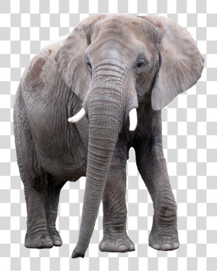 Download Elephant PNG file