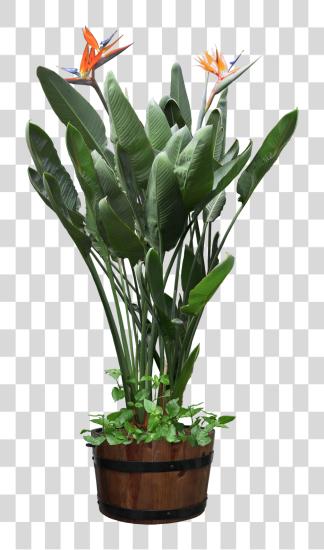 Download Beautiful Plants Potted Bird Of Paradise Plant PNG file