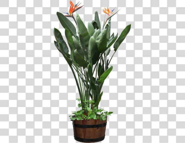 Download hermoso Plants Potted pájaro de paraíso Plant Clip arte