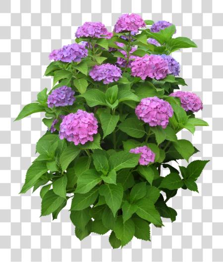 Download Arts Related a Plants PNG file