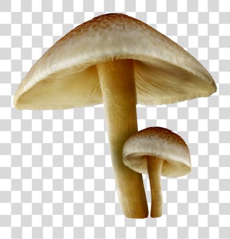 下载 Mushroom PNG file