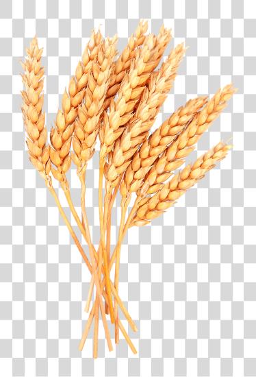 Download Wheat Image Wheat PNG file