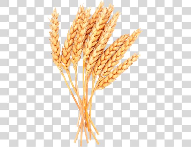 Download Wheat Image Wheat Clip Art