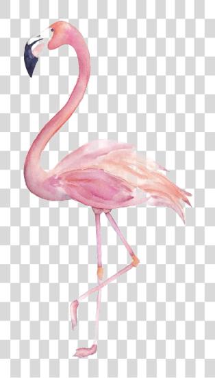 下载 Flamingo 水彩 PNG file