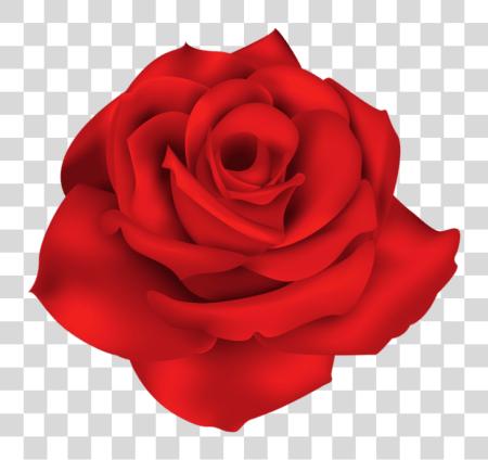 下载 Single 紅 Rose 紅 Flowers PNG file