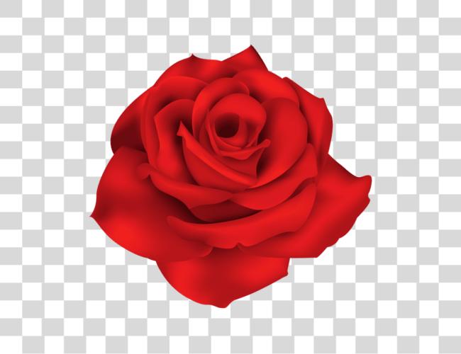 Download Single Red Rose Red Flowers Clip Art