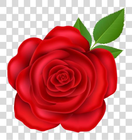 Download rojo rosa Image Garden rosas PNG file