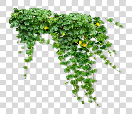 下载 Flowering Shrub Vine Flowers PNG file