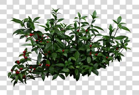 下载 Shrub Bushes Mango Tree Shrubs PNG file