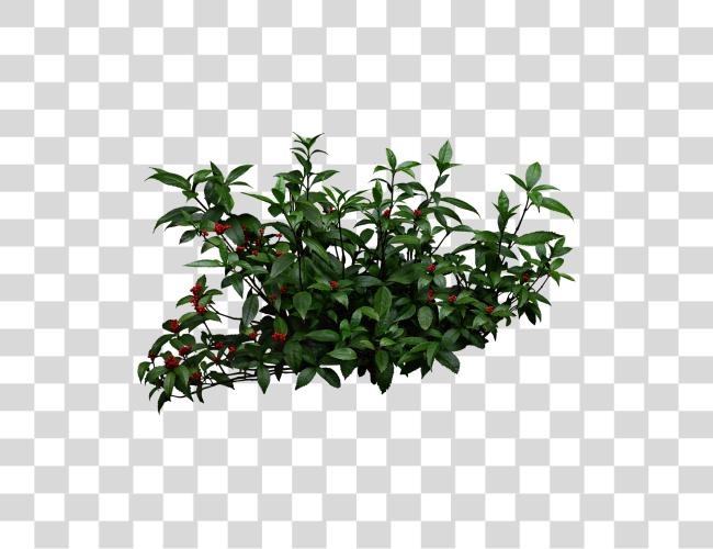 Download Shrub Bushes Mango Tree Shrubs Clip Art