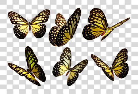 Download Butterflies Yellow Butterflies PNG file