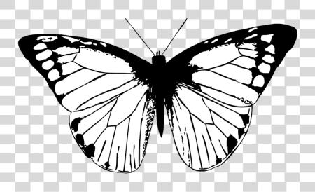 Download mariposa negro mariposa negro mariposa alas PNG file