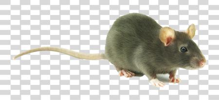 下载 收藏 的 Rat 在 可爱 Rat PNG file