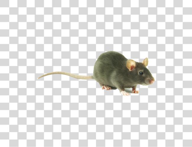 تحميل مجموعة من Rat على لطيف Rat مقطوعة فن