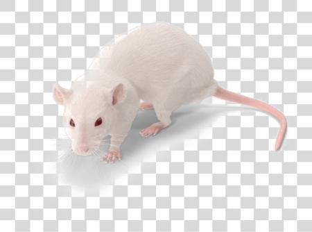 下载 Rat Image 白色 老鼠 No PNG file