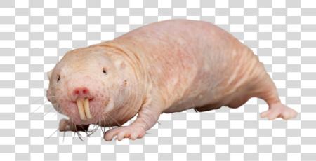 Download Animalnaked Mole Rat Naked Molerat PNG file