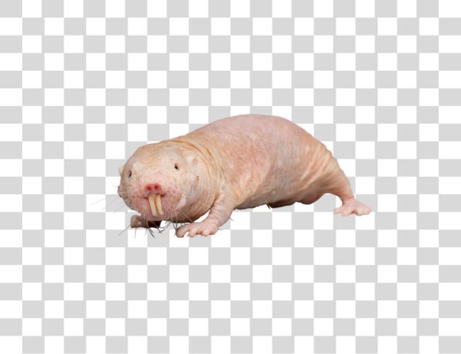 Download Animalnaked Mole Rat Naked Molerat Clip Art