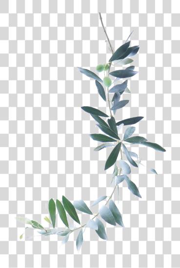 Download Pintura A La Acuarela Rama De Olivo Watercolor Olive Branch PNG file