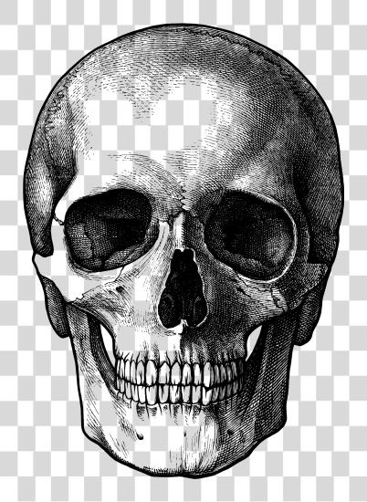 Download dibujo Skull Sketch Skull PNG file