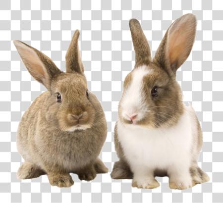 Download Rabbit Bunny Picture Bunnies PNG file