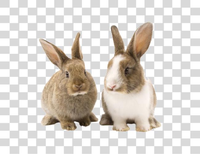 Download Rabbit Bunny Picture Bunnies Clip Art