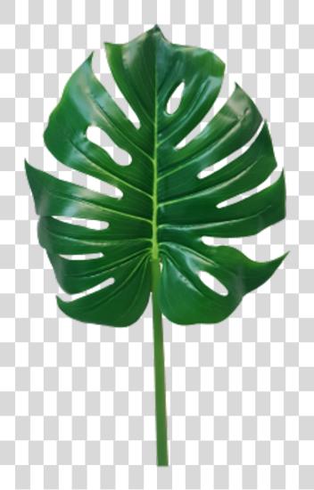 Download selva hojas monstera hoja Monstera hoja PNG file