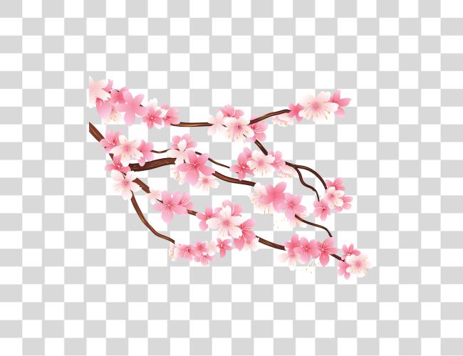 Download Cherry Blossom Cherry Blossom Clip Art