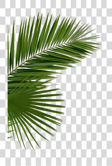 下载 Palms Palm Tree Leaves PNG file