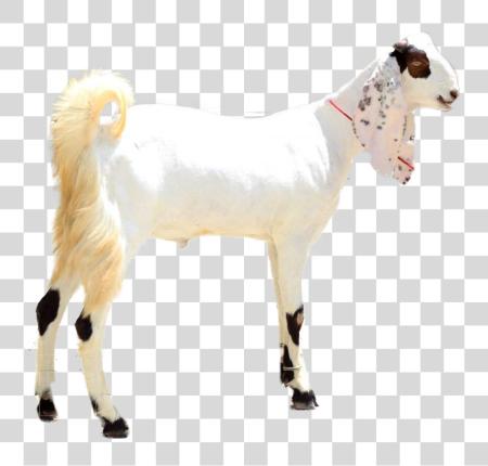 Download Sadqa para grande Size Goat Goat Picture en Pakistan PNG file