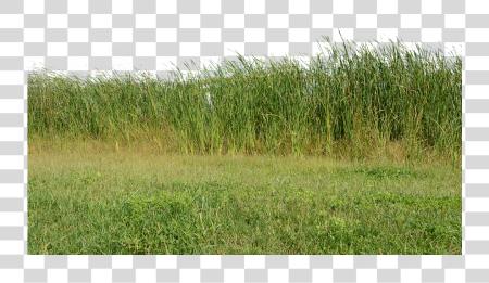 Download Grass Grass No naturaleza verde Plant naturaleza Image para PNG file