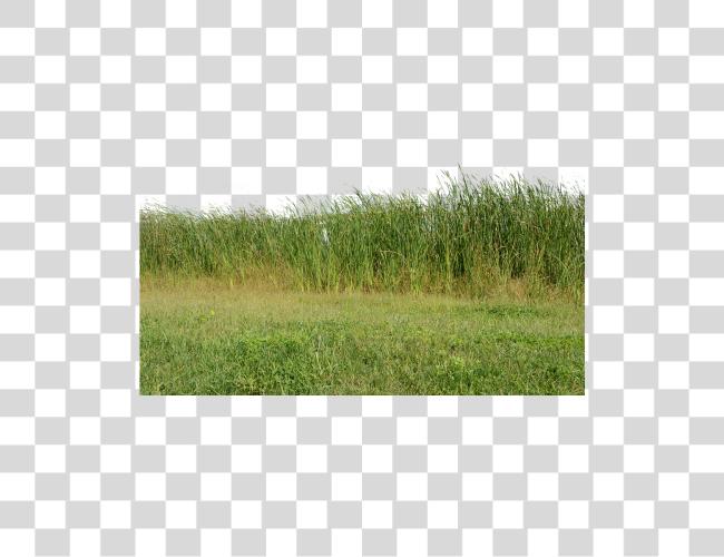 Download Grass Grass No naturaleza verde Plant naturaleza Image para Clip arte