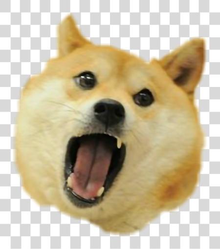 Download original Doge Doge original PNG file