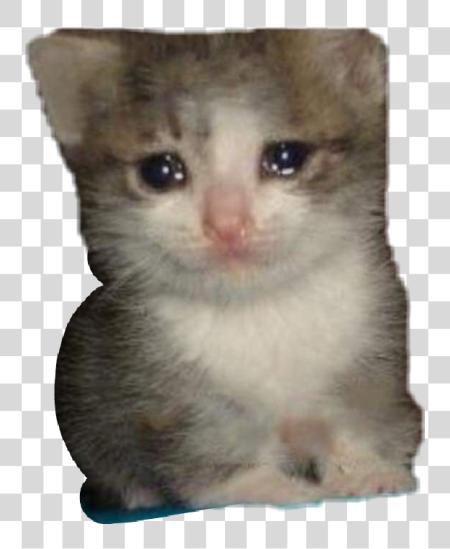 下载 小猫 猫 Crying 猫 Meme PNG file